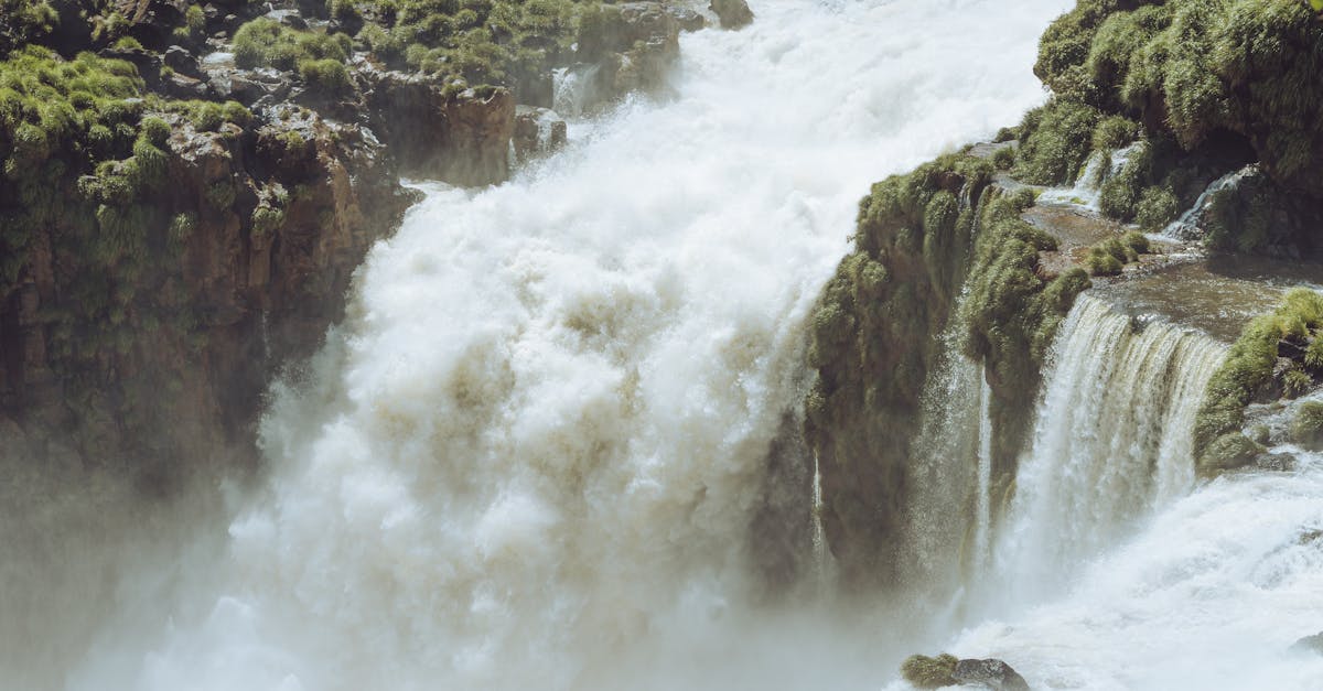 découvrez l'importance de la biodiversité, un trésor précieux qui soutient notre écosystème et notre santé. apprenez comment préserver la diversité des espèces et des habitats pour un avenir durable.