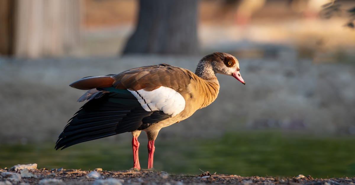 découvrez l'importance de la biodiversité pour notre planète, son rôle crucial dans les écosystèmes, et les actions à entreprendre pour la préserver afin d'assurer un avenir durable.