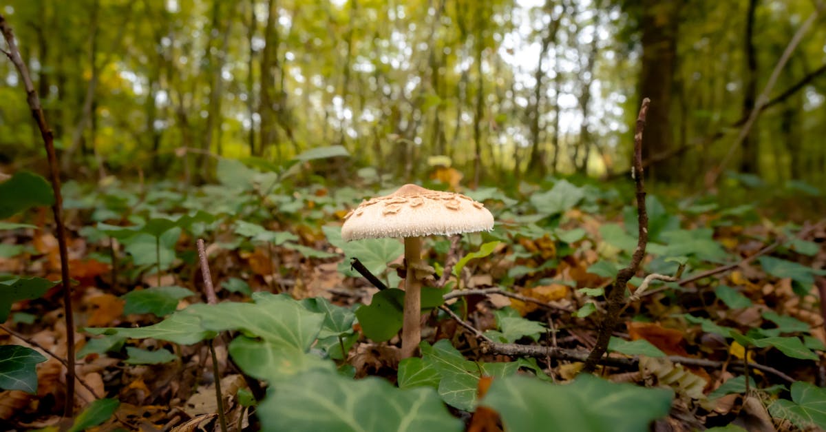 découvrez l'écologie cognitive, une discipline fascinante qui explore les interactions entre les processus cognitifs et l'environnement. apprenez comment notre compréhension de l'esprit et du comportement est influencée par le contexte écologique, et comment cette approche transdisciplinaire peut éclairer des domaines variés tels que la psychologie, la biologie et les sciences sociales.