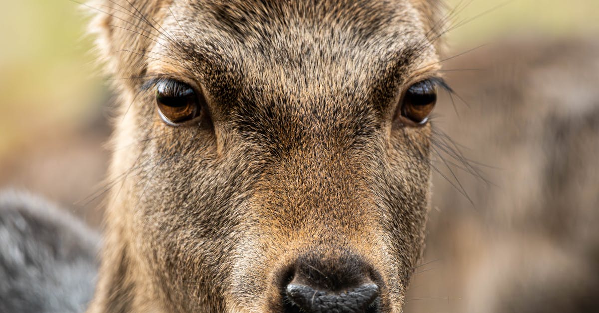 explorez la cognitive ecology, un domaine fascinant qui étudie les relations entre les processus cognitifs des êtres vivants et leur environnement. découvrez comment la cognition influence la survie et l'adaptation des espèces dans divers écosystèmes.