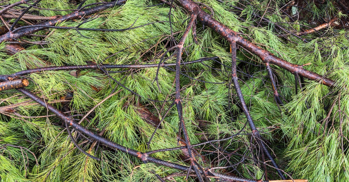 découvrez l'écologie cognitive, une discipline qui explore les liens entre les processus cognitifs et les environnements naturels. apprenez comment les êtres vivants adaptent leur comportement et leurs capacités mentales en fonction des défis écologiques, et plongez dans l'interaction fascinante entre cognition et nature.