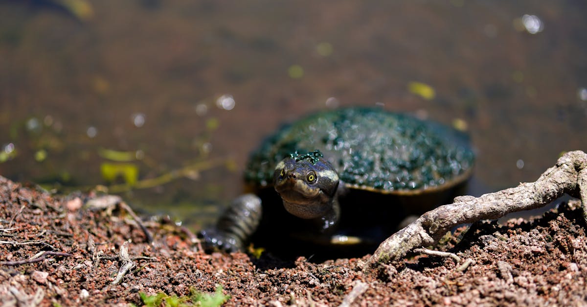 plongez dans le monde fascinant de l'écologie cognitive, où l'interaction entre les processus cognitifs et les environnements naturels est explorée. découvrez comment les organismes perçoivent et interagissent avec leur habitat, et comment ces dynamiques influencent leur comportement et leur évolution.