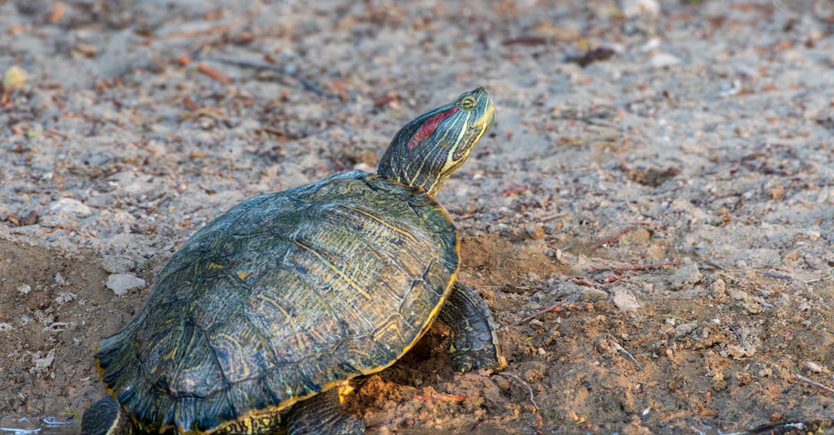 explorez la discipline de l'écologie cognitive, qui examine les interactions entre les processus mentaux et les environnements naturels. découvrez comment les espèces s'adaptent à leur milieu et comment la cognition influence leur survie et leur évolution.