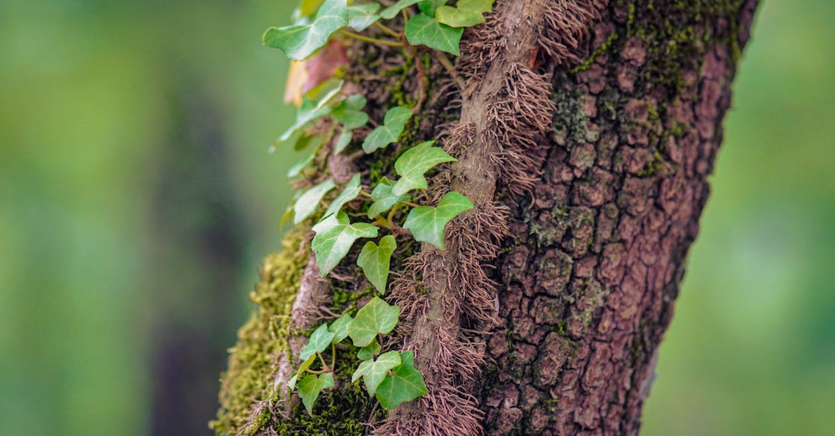 découvrez l'écologie cognitive, une discipline fascinante qui explore les interactions entre les systèmes cognitifs et leur environnement. apprenez comment les êtres vivants perçoivent, interprètent et réagissent à leur écologie, tout en examinant les implications pour la psychologie, la neuroscience et l'écologie.