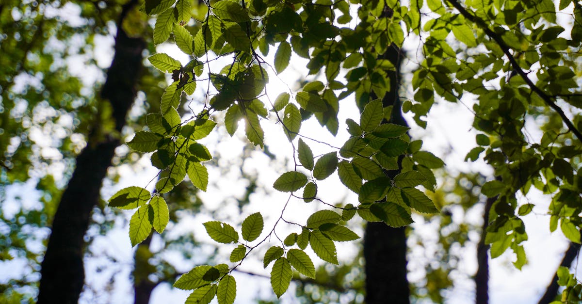 découvrez l'écologie cognitive, une discipline fascinante qui explore les relations entre les processus cognitifs et leur environnement. apprenez comment les organismes interagissent avec leurs habitats et comment cela influence leur comportement, leurs capacités d'apprentissage et leur survie. plongez dans les recherches les plus récentes et comprenez l'importance de cette science interdisciplinaire pour mieux appréhender le lien entre cognition et écologie.