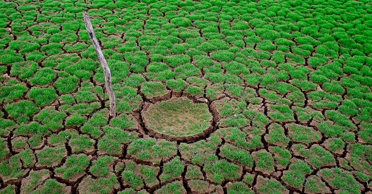 découvrez l'écologie cognitive, une discipline passionnante à l'intersection de la psychologie et de l'écologie, explorant comment les organismes perçoivent, apprennent et interagissent avec leur environnement. plongez dans les mécanismes de la connaissance animale et humaine et leur rôle dans l'adaptation à des écosystèmes en constante évolution.