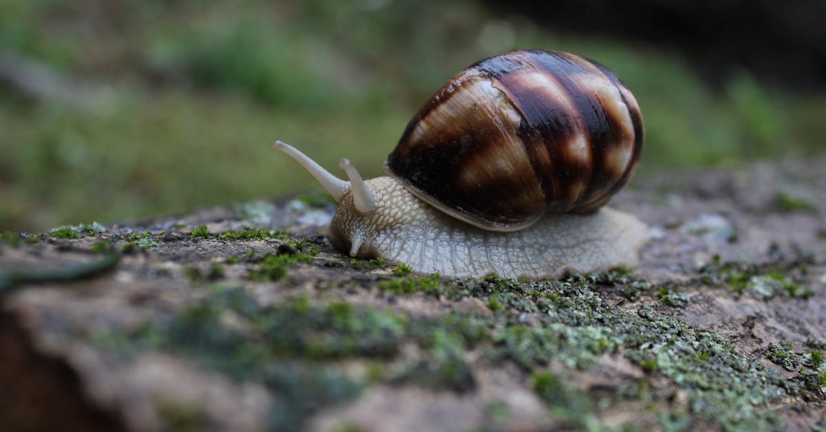 découvrez le crawling, une technique essentielle pour explorer et indexer efficacement le contenu des sites web. apprenez comment optimiser vos stratégies de référencement pour améliorer la visibilité de votre site sur les moteurs de recherche.