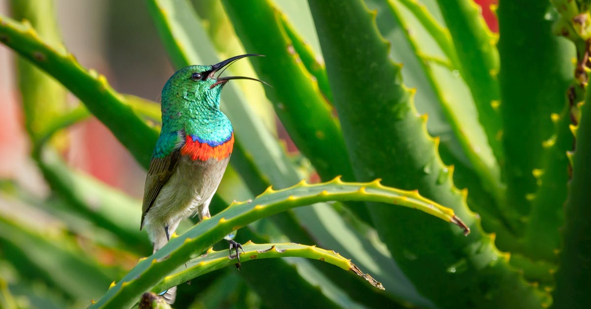 découvrez les caractéristiques de l'algorithme hummingbird, conçu pour optimiser le classement des résultats sur les moteurs de recherche. apprenez comment cet algorithme améliore la compréhension du langage naturel, favorise une recherche plus précise et impacte le référencement de votre site.