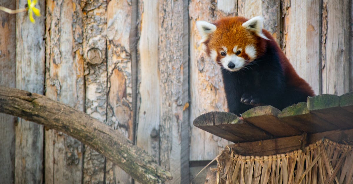 découvrez le monde fascinant des pandas, ces adorables géants au pelage noir et blanc. apprenez-en davantage sur leur habitat, leur alimentation et les efforts de conservation pour protéger cette espèce emblématique de la faune mondiale.