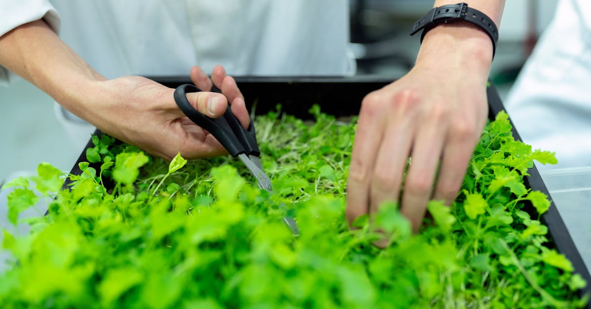 découvrez comment adopter des pratiques durables pour préserver notre planète. explorez des conseils, des stratégies et des technologies qui favorisent un avenir plus respectueux de l'environnement.