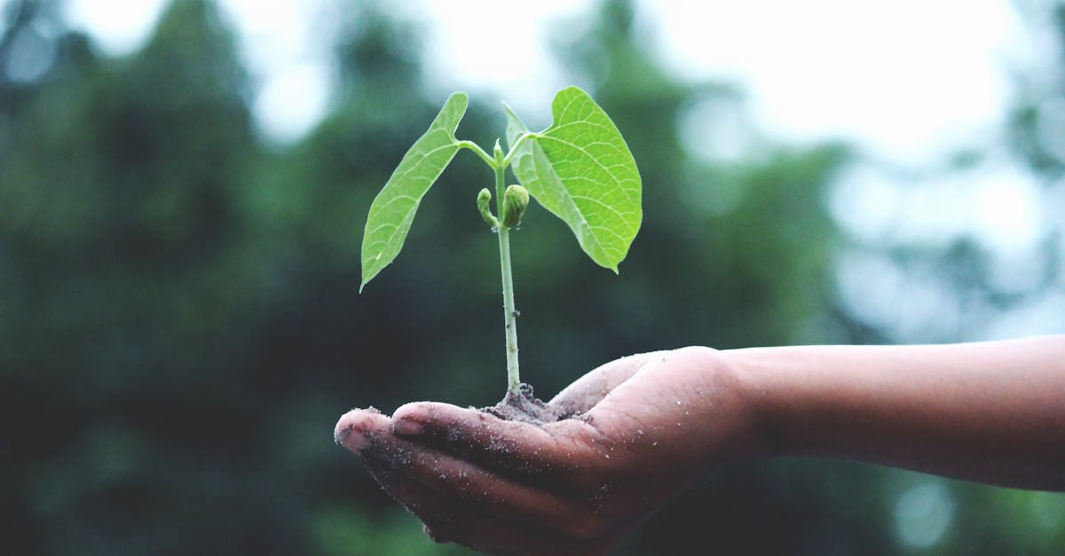 découvrez les attentes en matière de durabilité et comment elles influencent les entreprises et les consommateurs. apprenez à intégrer des pratiques durables dans votre stratégie pour répondre aux exigences croissantes en matière d'environnement et de responsabilité sociale.